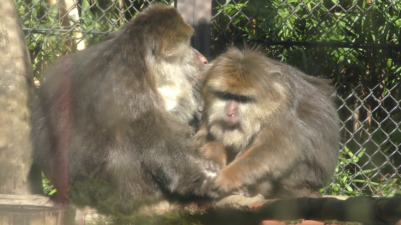 チベットモンキー よこはま動物園ズーラシア 17年11月23日 Youtube