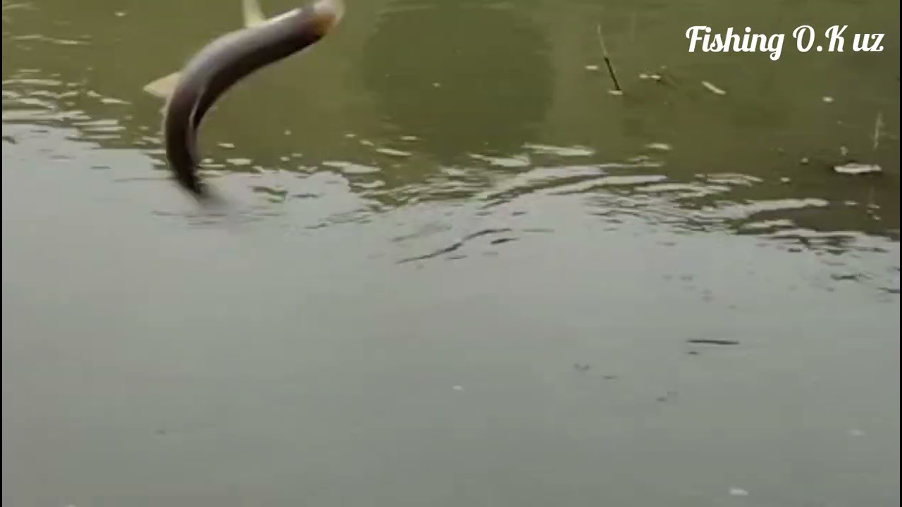 30-декабрь Балиқ ови яхши булди. Охиригача куринг. 