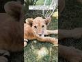 A kind man rescued a lost lion cub and raised it #shorts