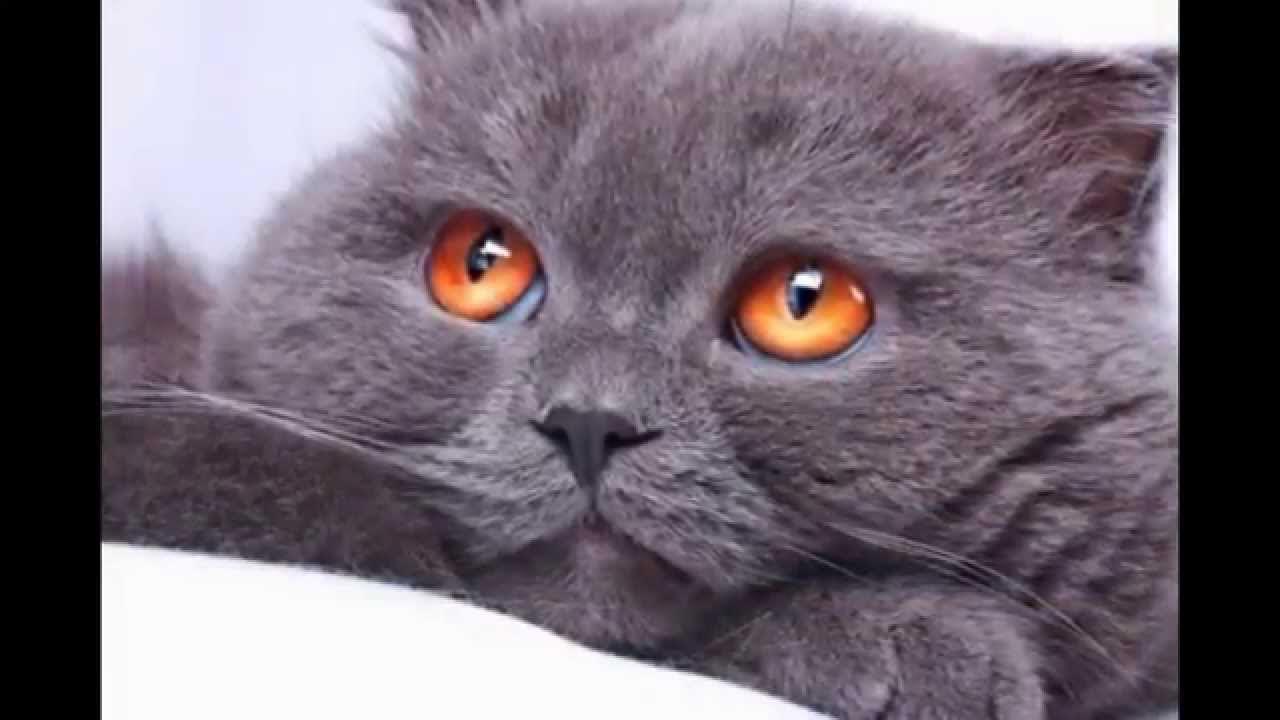 Обиженный котик