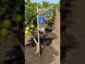 Stop Throwing These Away! ♻️ Garden Hack #Shorts