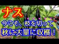 【ナス】更新剪定をしましょう。今、枝葉や根を切ってナスを休ませて、秋にナスをたくさん収穫できます！