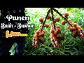 Jarang Terjamah Manusia || Dihutan Ini Banyak Sekali Buah Buahan Liar & Makanan