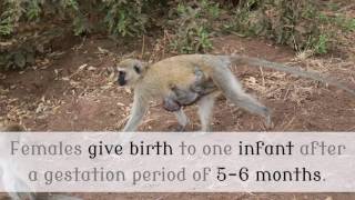 19 Interesting Things You Should Know About Vervet Monkey by Planet Fauna 1,515 views 7 years ago 3 minutes, 3 seconds