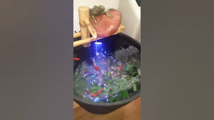 My fish pond barrel