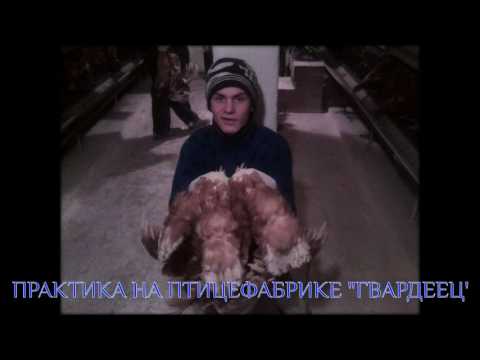 Практика на птицефабрике
