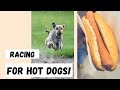 Dogs Racing For Hot Dogs : By Breed