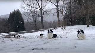 Candy’s Puppies in the Snow - Almost 7 Weeks Old