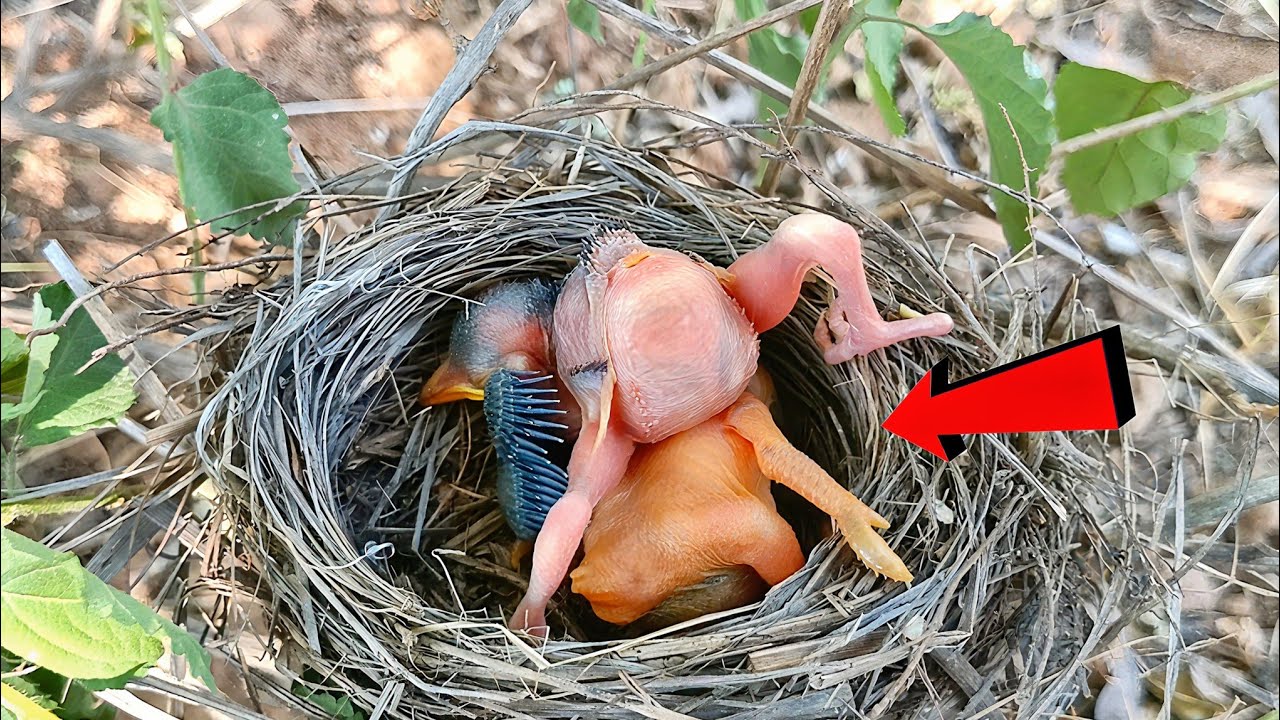 Cuckoo baby picked up the baby and throwing the baby for the nest ...