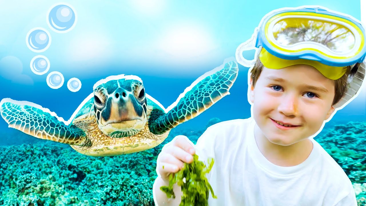 Turtle Experience: Feeding and Swimming with Sea Turtles!