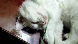 Unbelievably Soft & Fluffy! Watch This Kitten’s Fur Outshine Clouds in Dreamland