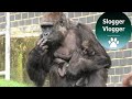 Gorilla Mother Viringika With Her Newborn Shooing off Birds