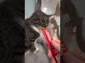 Trick or treating with shelter cats 🎃🐈‍⬛