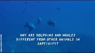 How Are Dolphins And Whales Different From Other Animals?