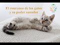 Gatos: Poder sanador del ronroneo