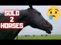Sold! 2 horses sold. But who? You don't expect it | Friesian Horses