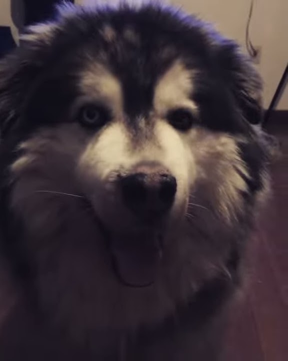 Talking😜 #saranghae #korean #word #talkingdog #malamute #bigdog