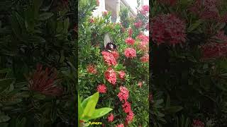 Butterfly visiting flowers