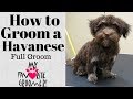 How to Groom a Havanese