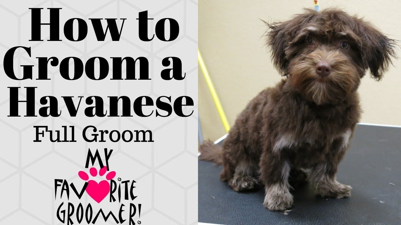 havanese summer haircuts