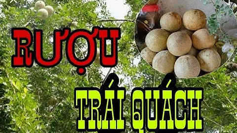 RƯỢU TRÁI QUÁCH, đi nhặt quách về ngâm rượu /CST vlog