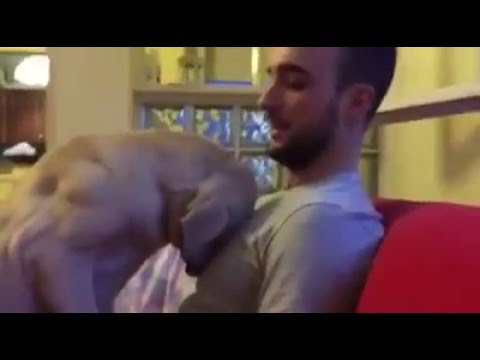 Dog apologize to his owner. This will melt your heart