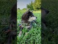 夏の朝のクマ吉おじき。ご機嫌なご様子です。#柴犬のいる生活 #元保護犬 #黒柴