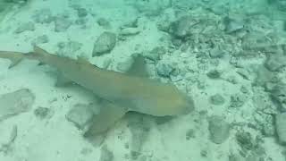 Sharks at Hawks Nest Point, Cat Island Bahamas