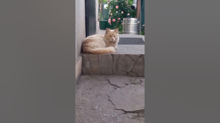 Эти бездомные 🐈 решили поселиться у нас 😂