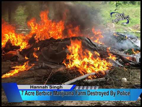 7 Acre Berbice Marijuana Farm Destroyed By Police, 19TH JANUARY, 2019