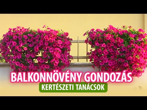 Videó: Lobelia termesztése: Tippek a lobelia gondozásához