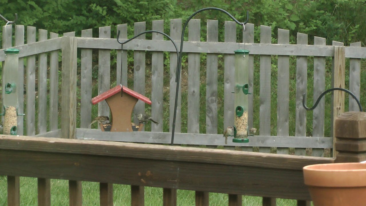 St Louis metro area wild birds at residential backyard bird feeders June 2, 2018 - YouTube