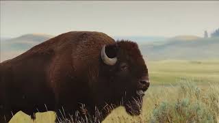 Buffalo Wild Wings Ad Spot with Bob Menery Voice Over