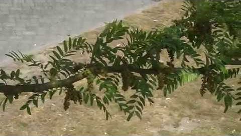 Honingbij fouragerend op de Valse Christusdoorn.