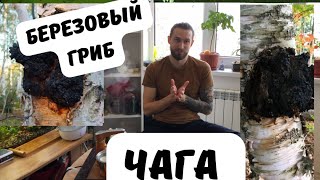 🍃 Чага | Как заваривать? | Березовый гриб