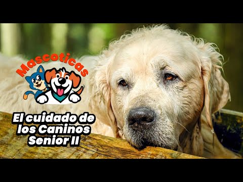 El cuidado de los caninos Senior Parte II