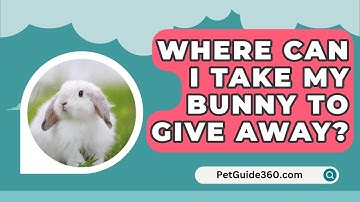 Where Can I Take My Bunny To Give Away? - PetGuide360.com
