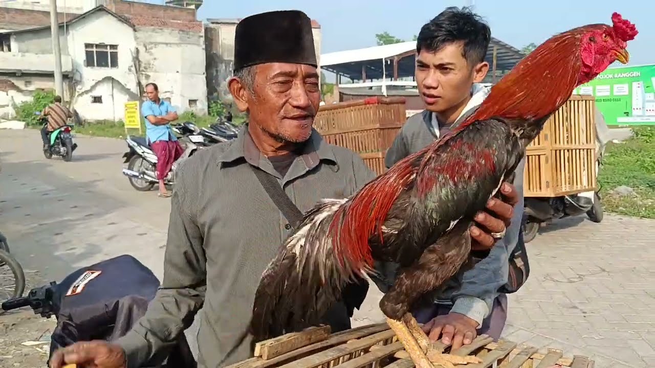 PASAR RANGGE GONDANG WETAN BANYAK AYAM BANGKOK MURAH DISINI DAN HARGA AYAM KAMPUNG NAIK