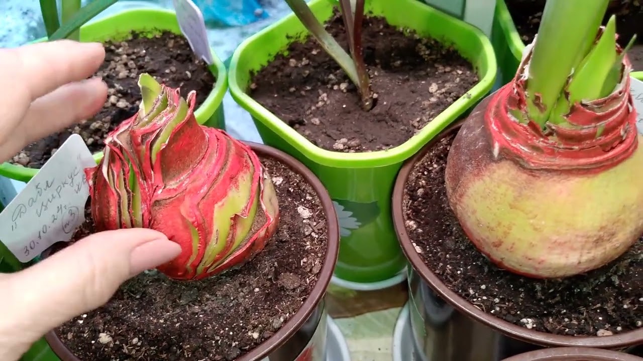 Укоренение  спустя месяц ❤🙂❤