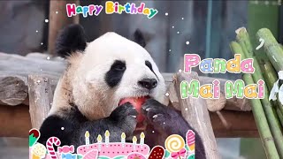 5.31 Happy Birthday to Panda Mai Mai #panda #cute #fyp #maimai #viral #birthdaycelebration