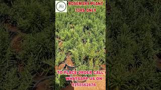 Out of stock             Rosemary plant 70rs only