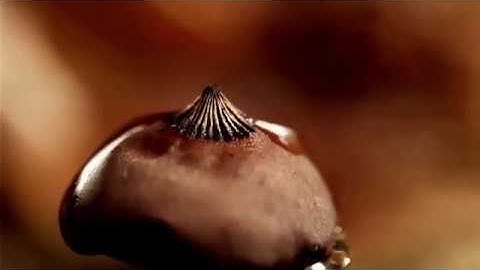 PROJECT MAYA -E MAYA PROPONCHOMOY