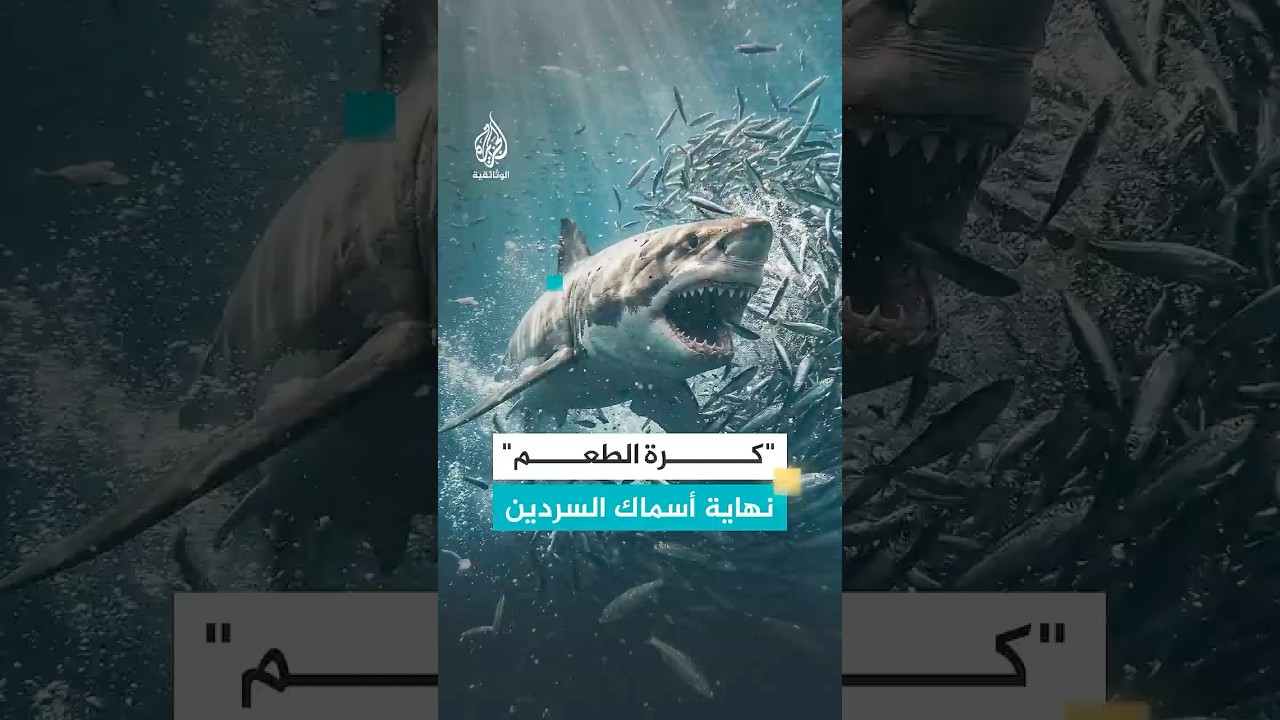 لحظة افتراس القرش الدوّار لأسراب السردين