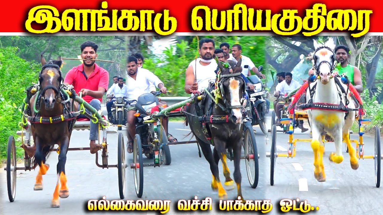 இளங்காடு பெரியகுதிரை பந்தயம் 24.01.2026