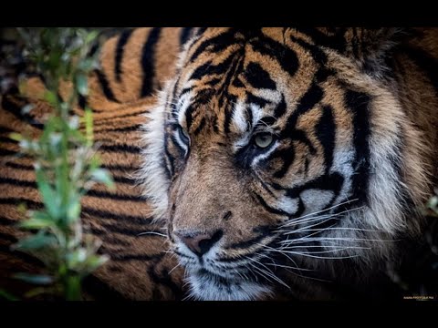Владимир Кузьмин - Когда Меня Ты Позовёшь (HD 1280x720)