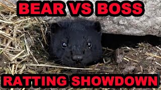 Rat Infestation DESTROYED by Bear the Mink! by Joseph Carter the Mink Man 45,337 views 2 months ago 15 minutes