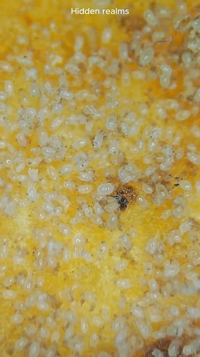 Chips under the microscope  #microscope #science
