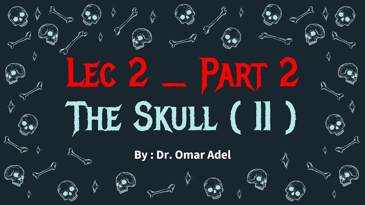 The Skull ( II ) _ Part 2 _ Anatomy 3