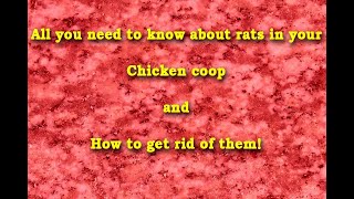 chicken rats coop rid