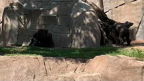 Gorilla Winston Family　ゴリラ　ウィンストン家族　San Diego Safari Park